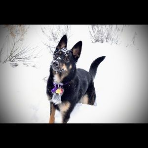 Meet your Posher, Rose